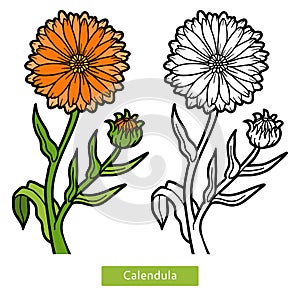 Coloring book, flower Calendula
