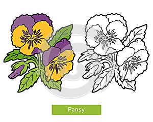 Coloring book, flower Pansy