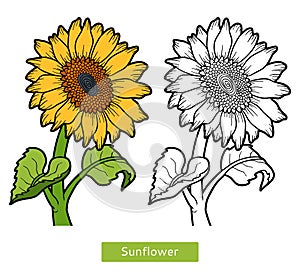 Coloring book, flower Sunflower