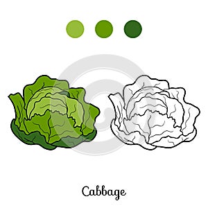 Coloring book: fruits and vegetables (cabbage) photo