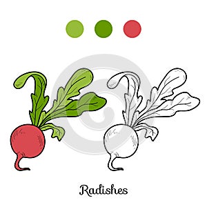 Coloring book: fruits and vegetables (radishes)