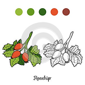 Coloring book: fruits and vegetables (rosehips)