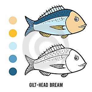 Coloring book, Gilt-head bream photo