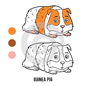 Coloring book, Guinea pig