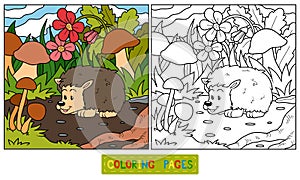 Coloring book (hedgehog)