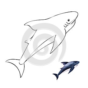 Coloring book with image of shark with small colorized sample. Dangerous underwater predator on white background. Watercolor hand