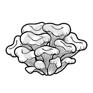 Coloring book. Japanese edible mushrooms, maitake