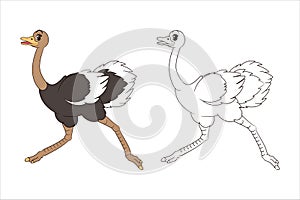 Coloring book: Long-legged cute ostrich running forward, page for children. Vector,cartoon,page