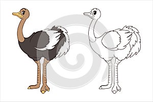 Coloring book: Long-legged cute ostrich stands with its neck extended, page for children. Vector, cartoon