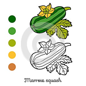 Coloring book, Marrow squash