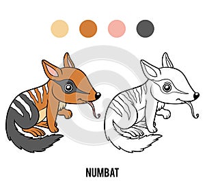 Coloring book, Numbat