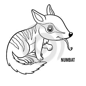 Coloring book, Numbat photo