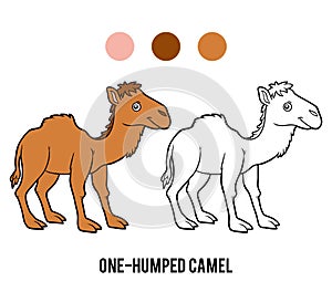 Coloring book, One-humped camel