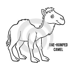 Coloring book, One-humped camel