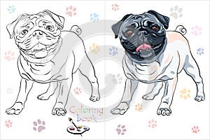 Coloring Book page cute dog pug breed