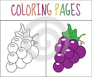 Coloring book page. Grapes. Sketch and color version. Coloring for kids. Vector illustration