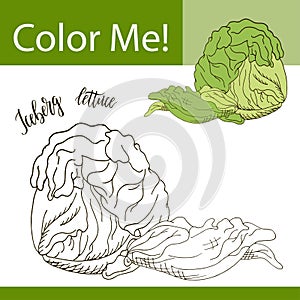 Coloring book or page of vegetable. Vector illustration with hand drawn iceberg lettuce.