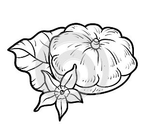 Coloring book, Pattypan squash