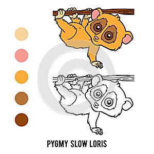 Coloring book, Pygmy slow loris