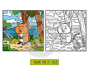 Coloring book, Quokka photo