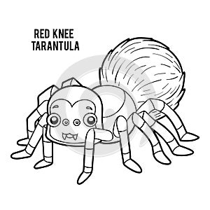 Coloring book, Red Knee Tarantula