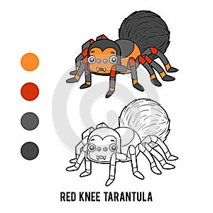 Coloring book, Red Knee Tarantula