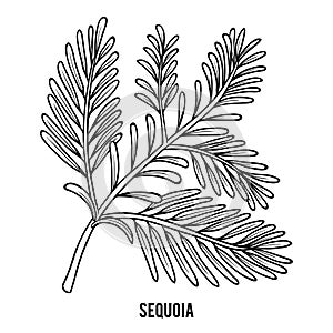 Coloring book, Sequoia branch