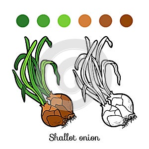 Coloring book, Shallot onion