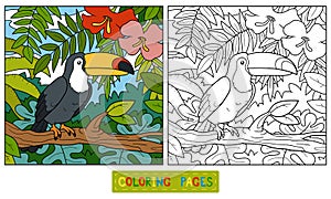 Coloring book (toucan and background)