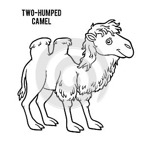 Coloring book, Two-humped camel