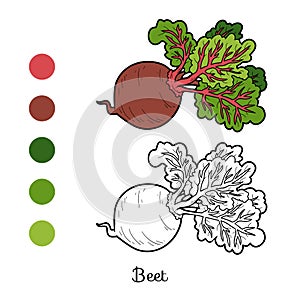 Coloring book, vegetables, Beet
