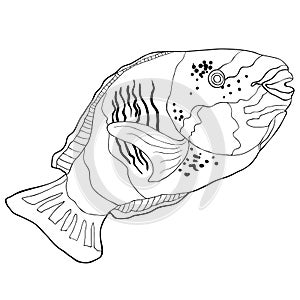 Coloring Chlorurus bleekeri is Fish parrot. vector illustration