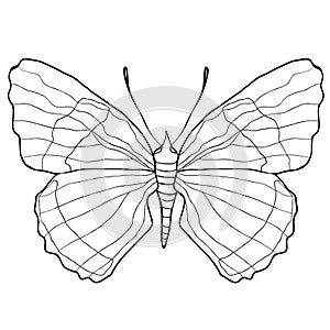Coloring of Diaethria clymena Butterfly. vector illustration photo