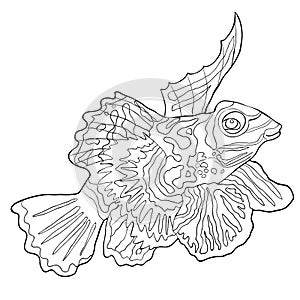 Coloring Mandarin fish is Chinese perch. vector illustration