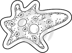 Coloring page. Amoeba proteus with nucleus, contractile vacuole and other organelles photo