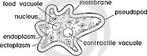 Coloring page. Amoeba proteus with nucleus, contractile vacuole, other organelles and titles