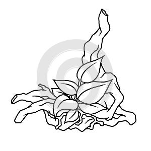 Coloring Page of Anubias Aquatic Plant on Wood and on a white background