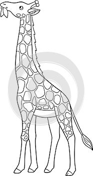 Coloring page. Big kind giraffe with long neck stands and eats leaves