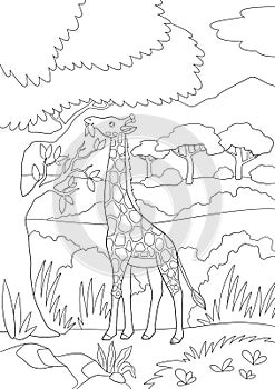 Coloring page. Big kind giraffe with long neck stands and eats leaves