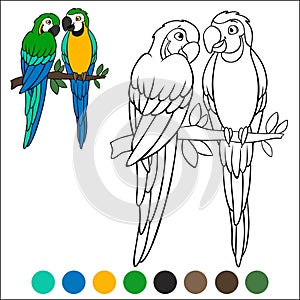 Coloring page birds. A pair of cute parrots yellow macaw sits and smiles