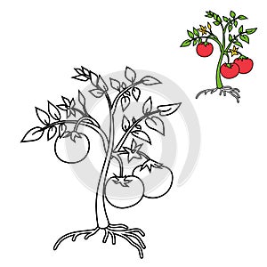 Coloring page with cartoon tomato plant with leaves, fruits, flowers and root system