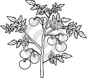 Coloring page. Determinate tomato plant with leaf and ripe tomatoes photo