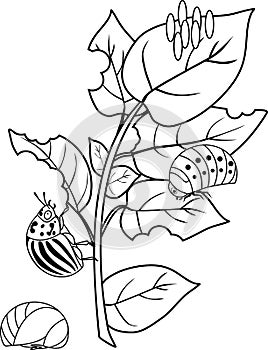 Coloring page. Different stages of development of Colorado potato beetle or Leptinotarsa decemlineata on damaged potato leaf