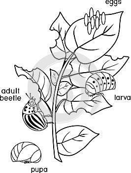 Coloring page. Different stages of development of Colorado potato beetle or Leptinotarsa decemlineata on damaged potato leaf