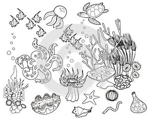 Coloring page. Ecosystem of coral reef with different marine inhabitants