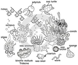 Coloring page. Ecosystem of coral reef with different marine inhabitants with titles