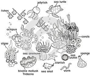 Coloring page. Ecosystem of coral reef with different marine inhabitants with titles photo