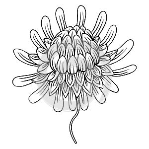Coloring page with Etlingera flowers, Torch Ginger, Philippine W