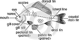 Coloring page with fish external anatomy.