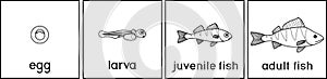 Coloring page with fish life cycle. Sequence of stages of development of perch Perca fluviatilis freshwater fish